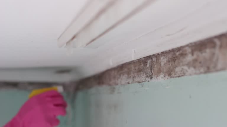 Best Mold Removal for HVAC Installations  in Lake Butler, FL